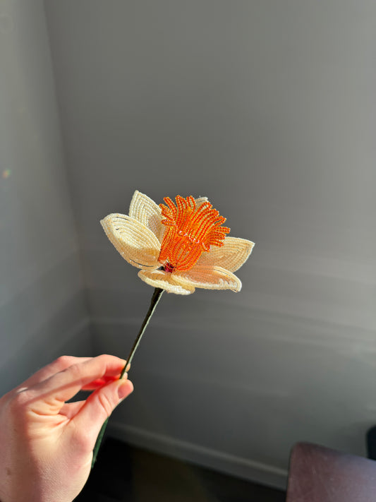 Daffodil