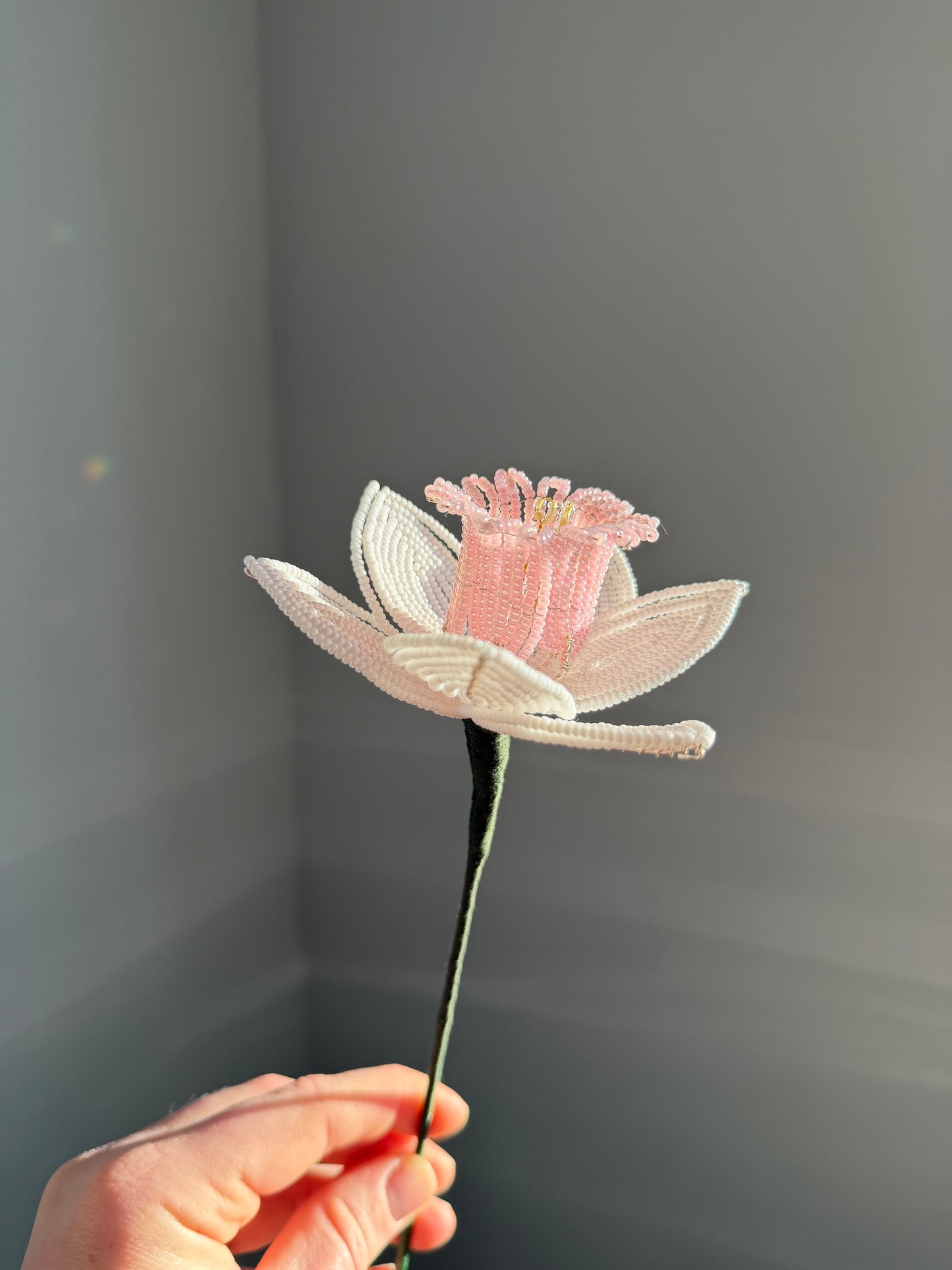 Daffodil