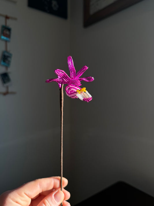 Fairy Slipper