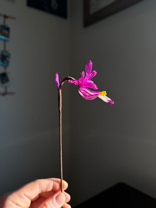 Fairy Slipper