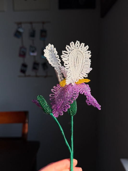 Iris