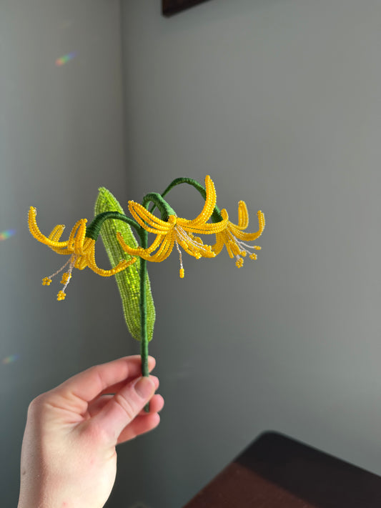 Glacier Lily