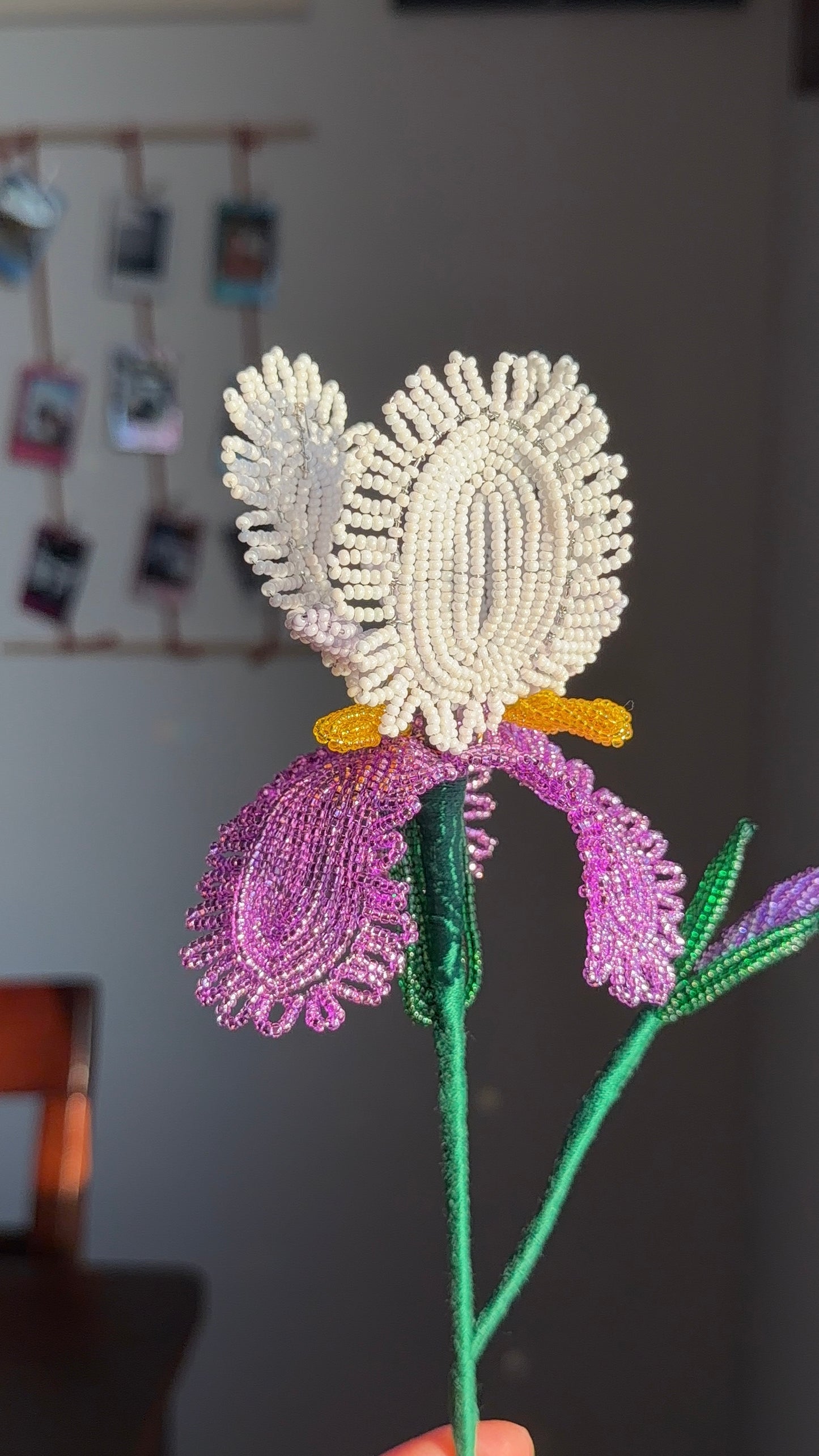 Iris