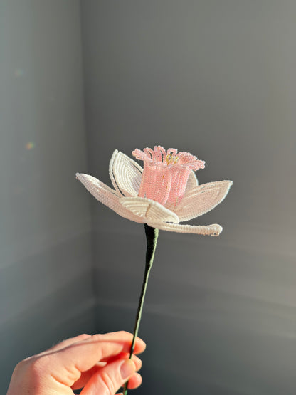 Daffodil