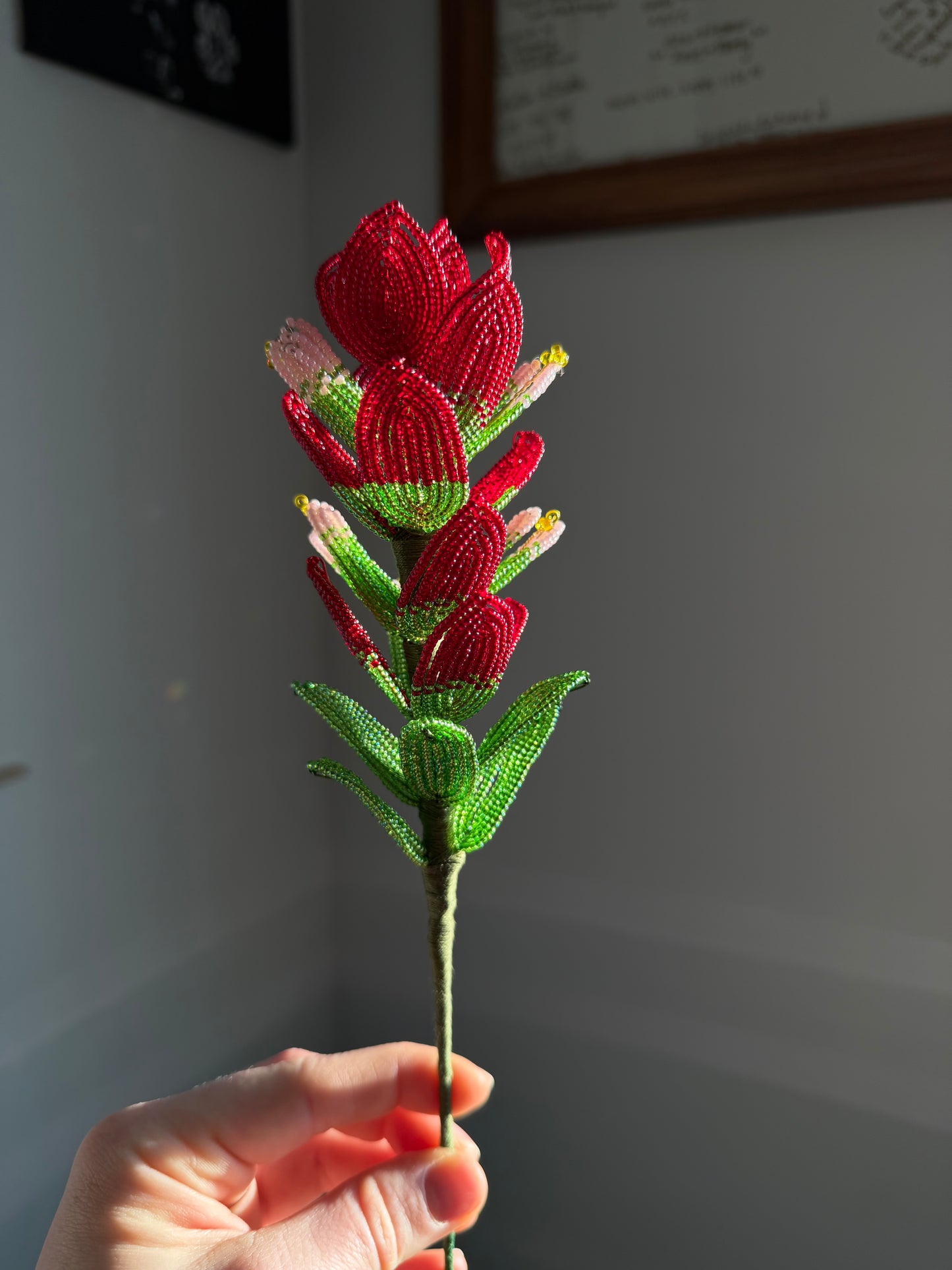 Indian Paintbrush
