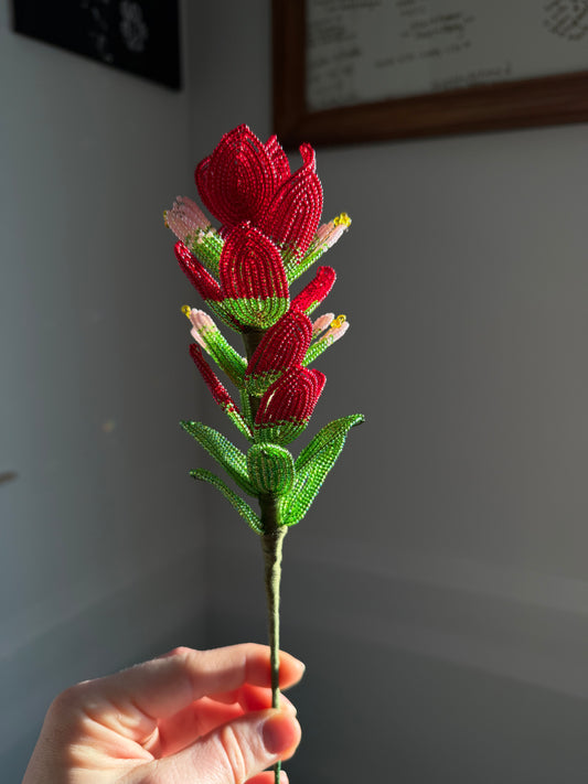 Indian Paintbrush