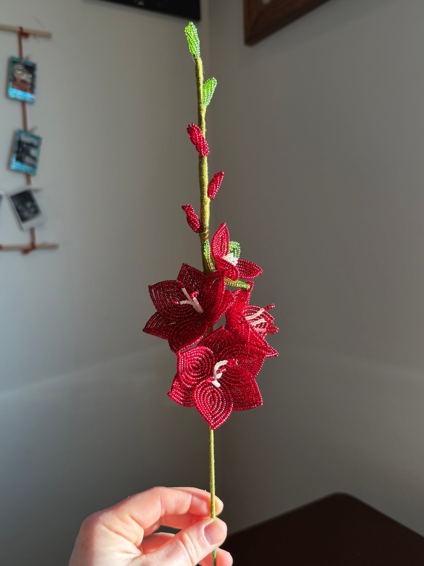 Gladiolus
