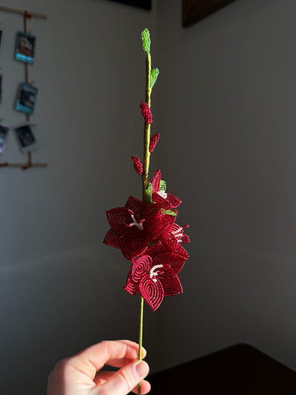 Gladiolus