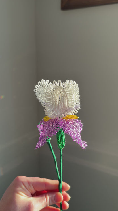Iris